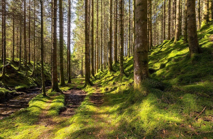 UK forest landscape - nature restoration and conservation