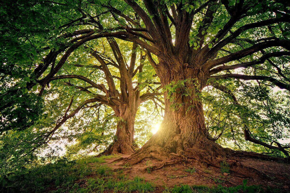 UK forest canopy