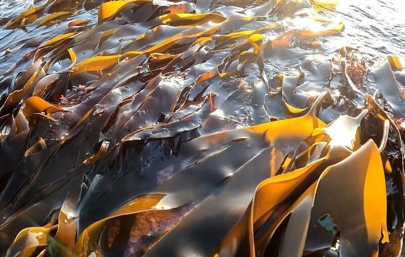 Kelp forest restoration in Sussex