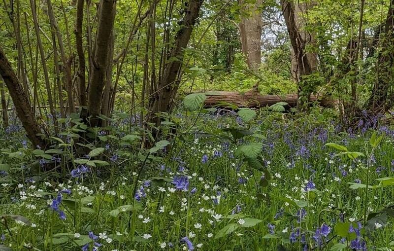 Ancient woodland at Gutteridge Wood, Hillingdon