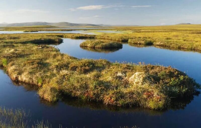 Wetland habitat in the Great Fen