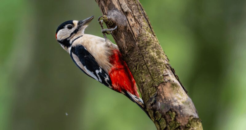 Great spotted woodpecker in Yorkshire woodland