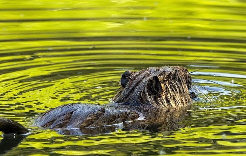 Beaver reintroduction at the Nene Wetlands