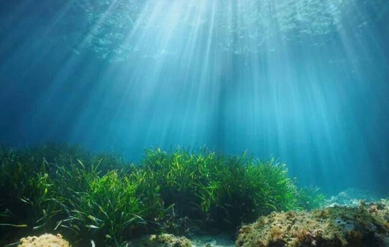 Seagrass meadows in the Solent